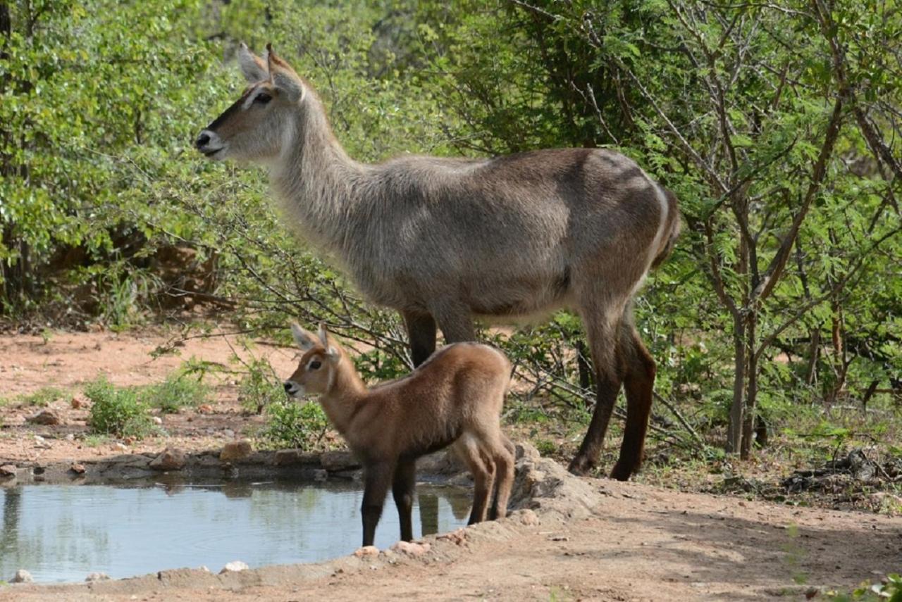 Bushvilla Umoja Kruger Phalaborwa Exterior foto