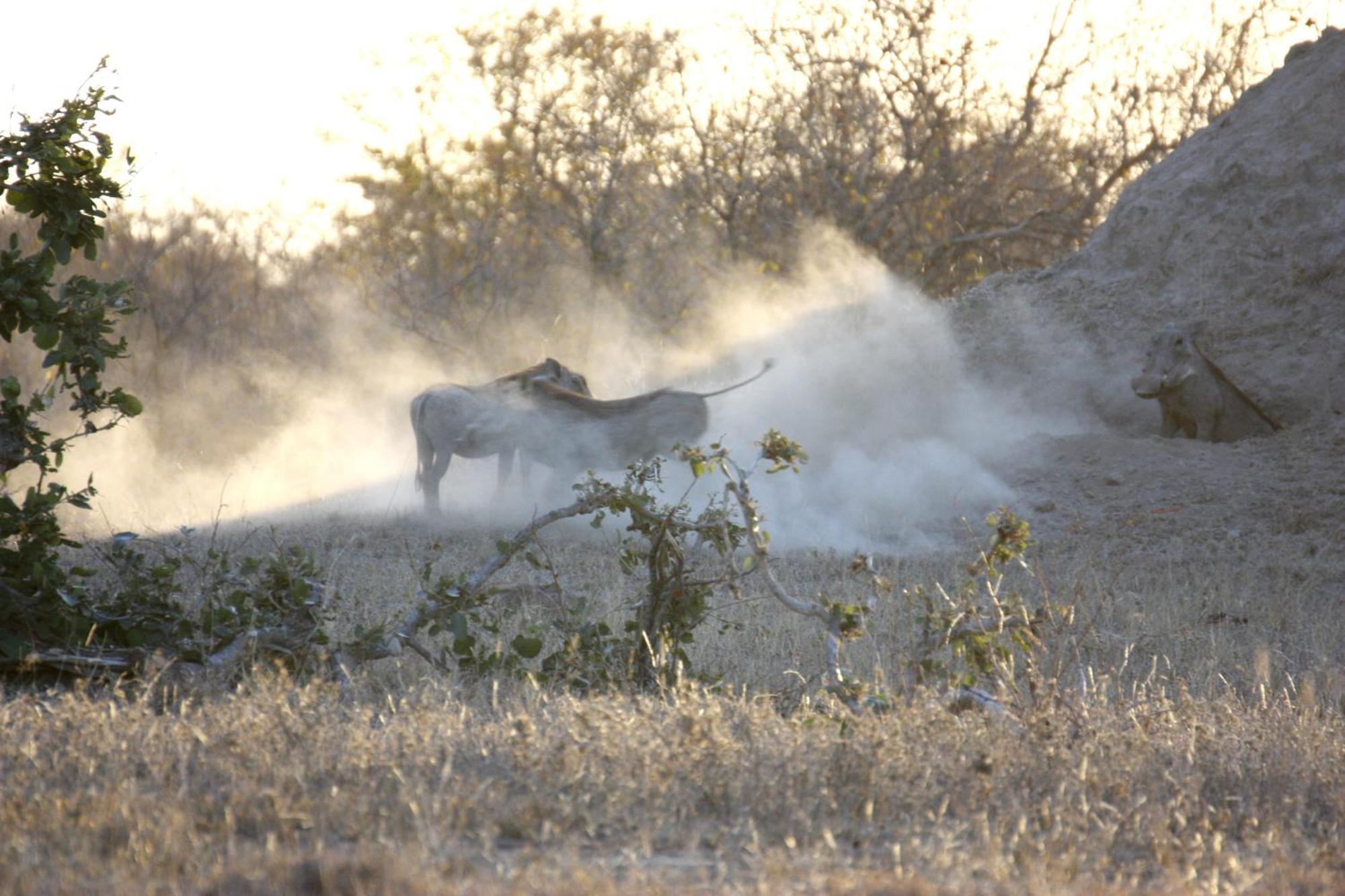 Bushvilla Umoja Kruger Phalaborwa Exterior foto
