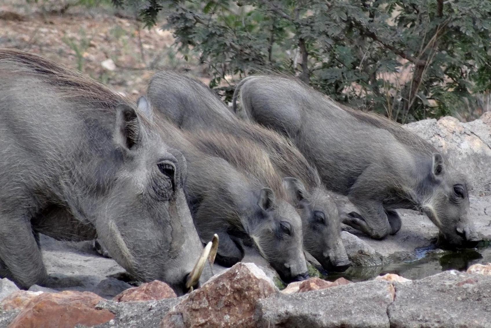 Bushvilla Umoja Kruger Phalaborwa Exterior foto